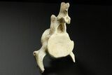 Fossil Plesiosaur (Zarafasaura) Cervical Vertebra - Morocco #268856-2